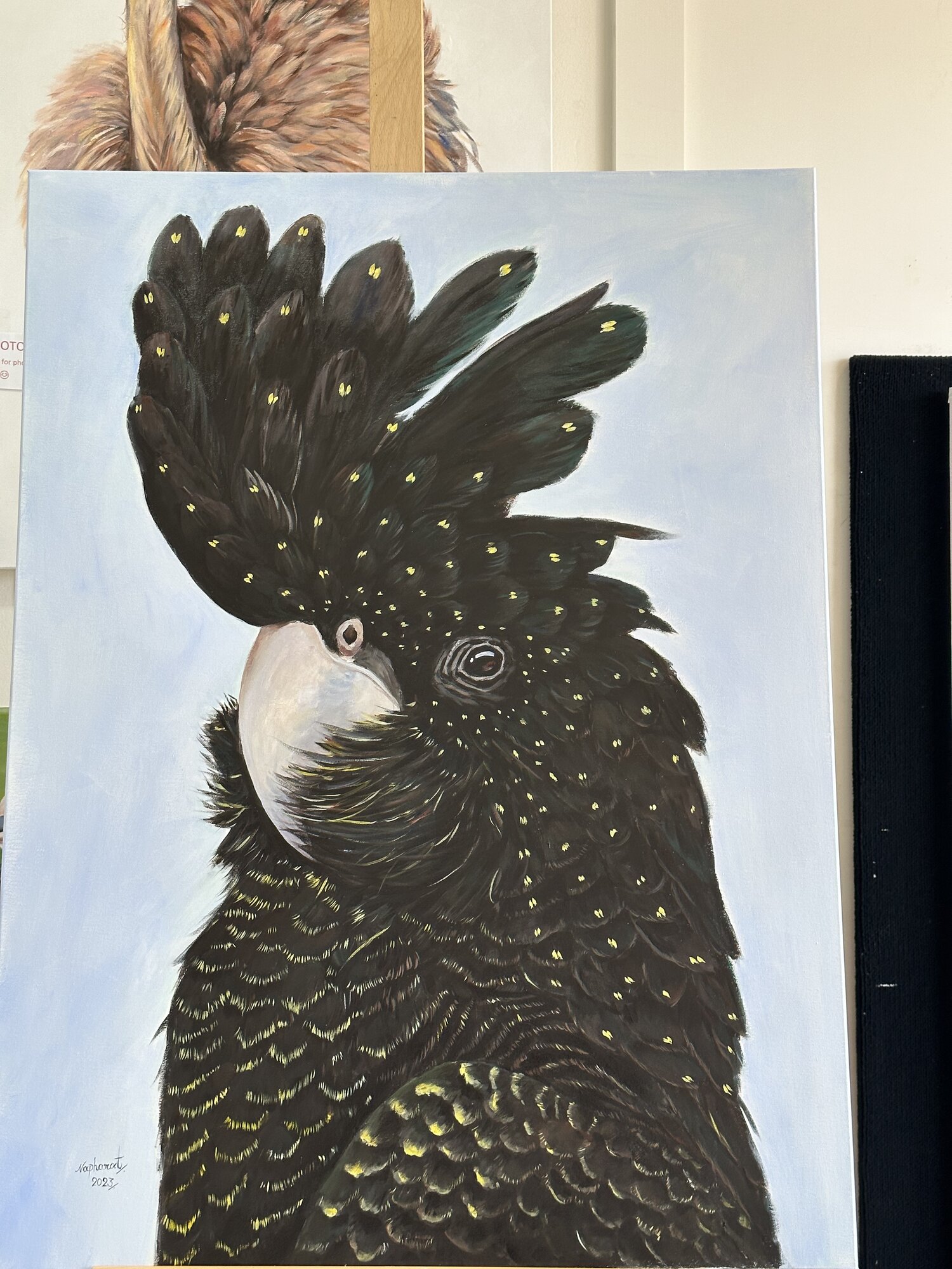 Red-tailed black cockatoo painting by Napharat